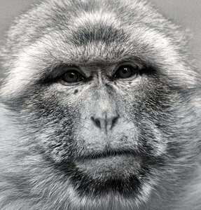 Animal mammal primates photo