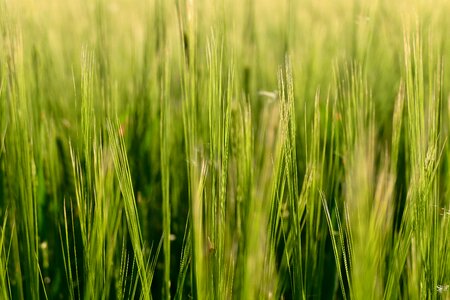 Nature slovakia cereals