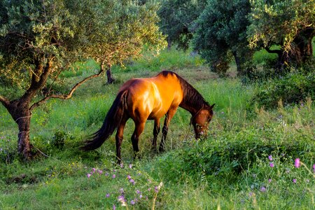 Baio pride stallion