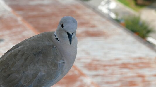 Bird curiosa nature