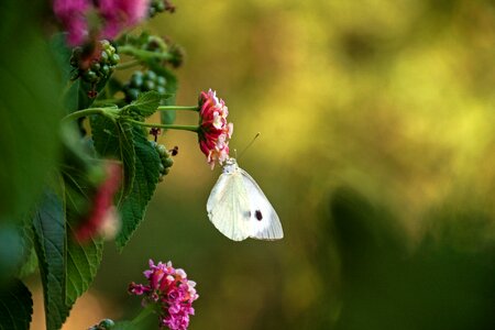 White lantana colors