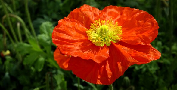 Red poppy flower nature photo