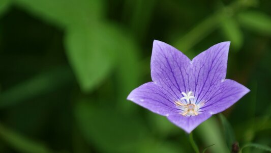 Plants korean flower nature