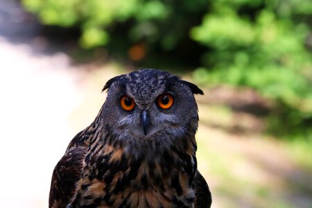 Beak stare owl photo