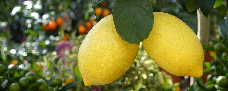 Citrus fruits fruit mediterranean photo