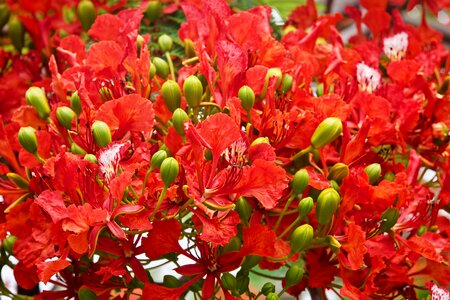 Red flame bright