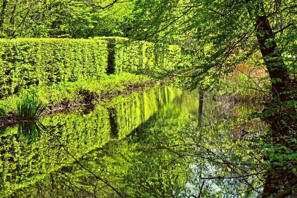 Tree spring new leaves
