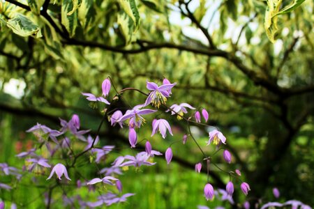 Stamens garden flowers