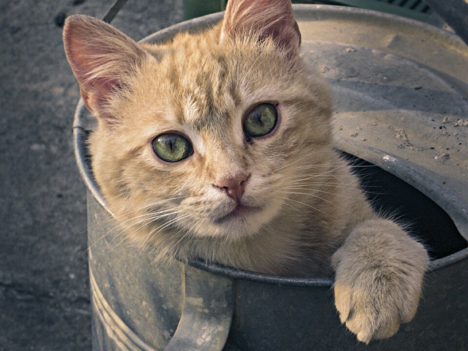 Animal portrait cute