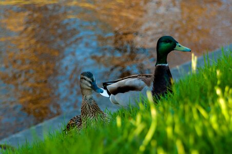 Birds animals bird photo