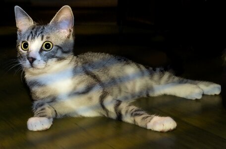 Animal kitten cat's eyes photo