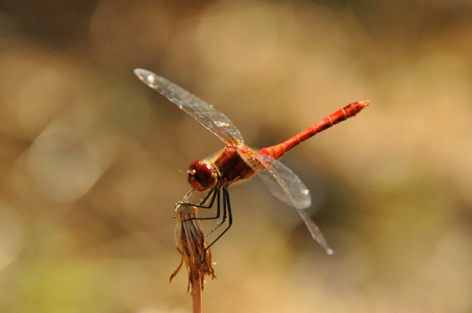 Dragonfly nature summer