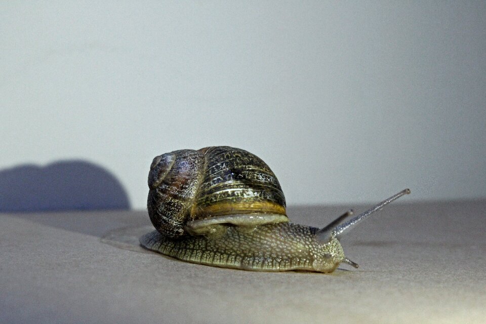 Molluscum creature tracking