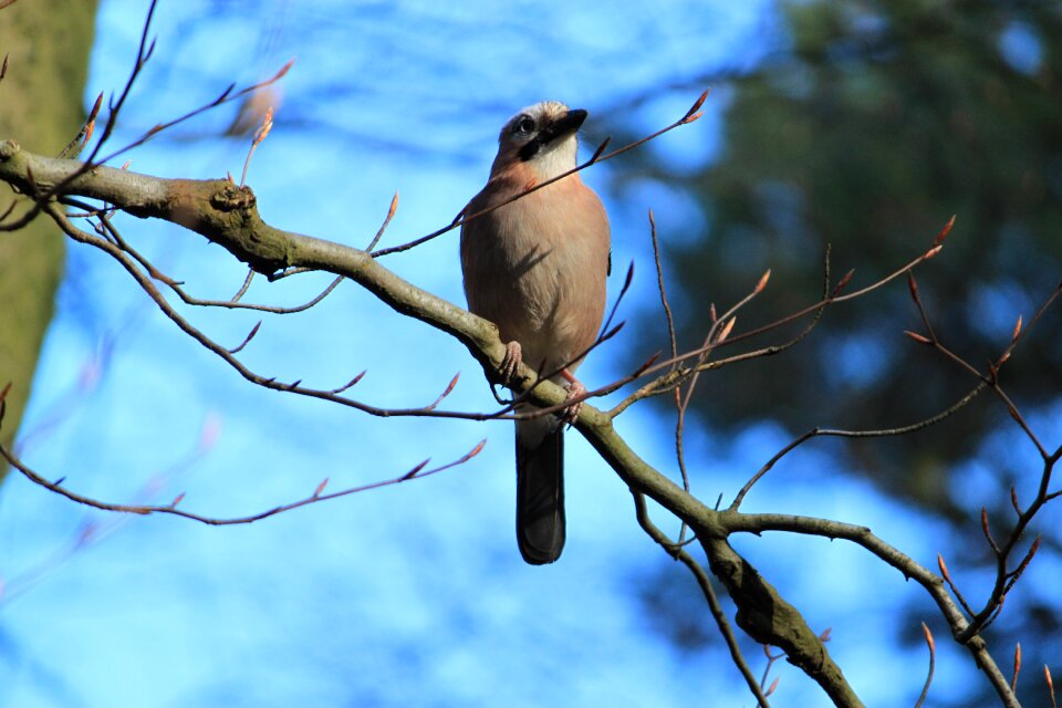 Nature landscape wild bird
