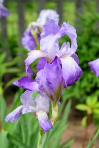 Purple iris bloom iris garden photo