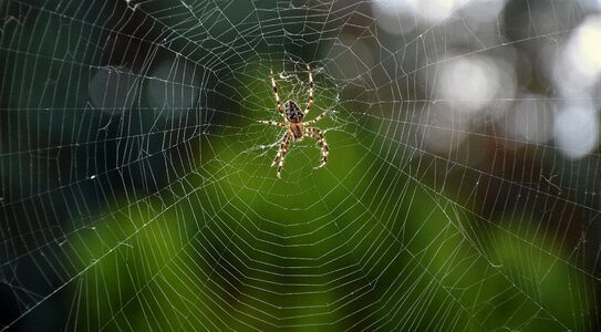 Web spider cobweb insect photo