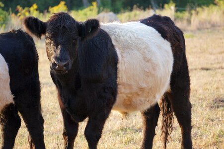 Nature animal brown cow photo