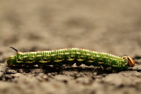 Insect nature close up photo