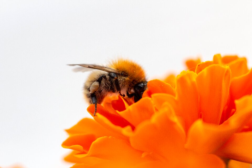Insect bee close up