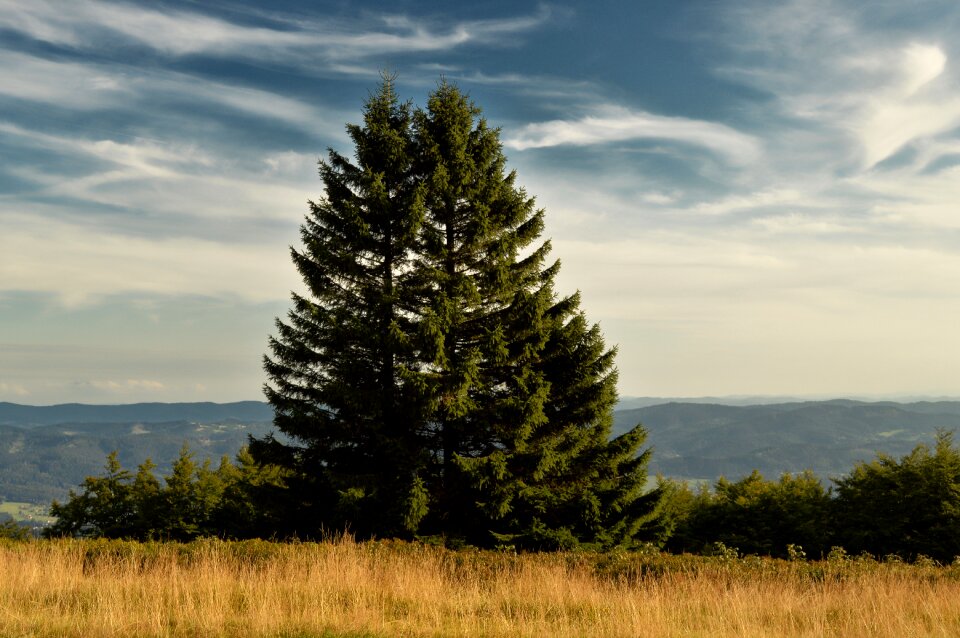Tree landscape trees