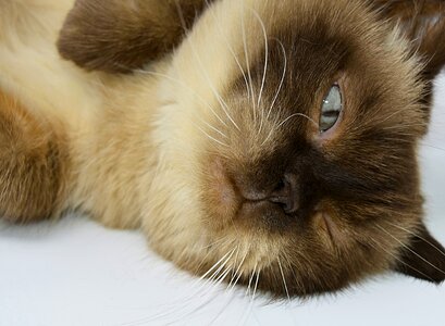 Thoroughbred breed cat fur