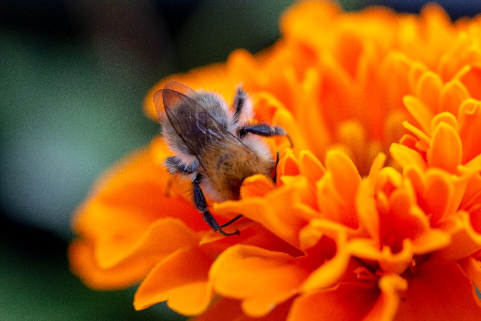 Insect bee close up