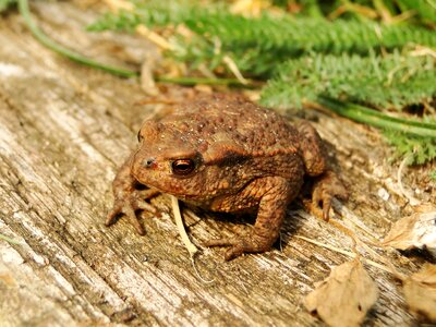 Frog common frog closeup tree