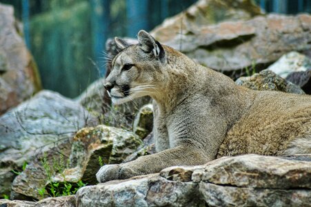 Animal nature cougar photo