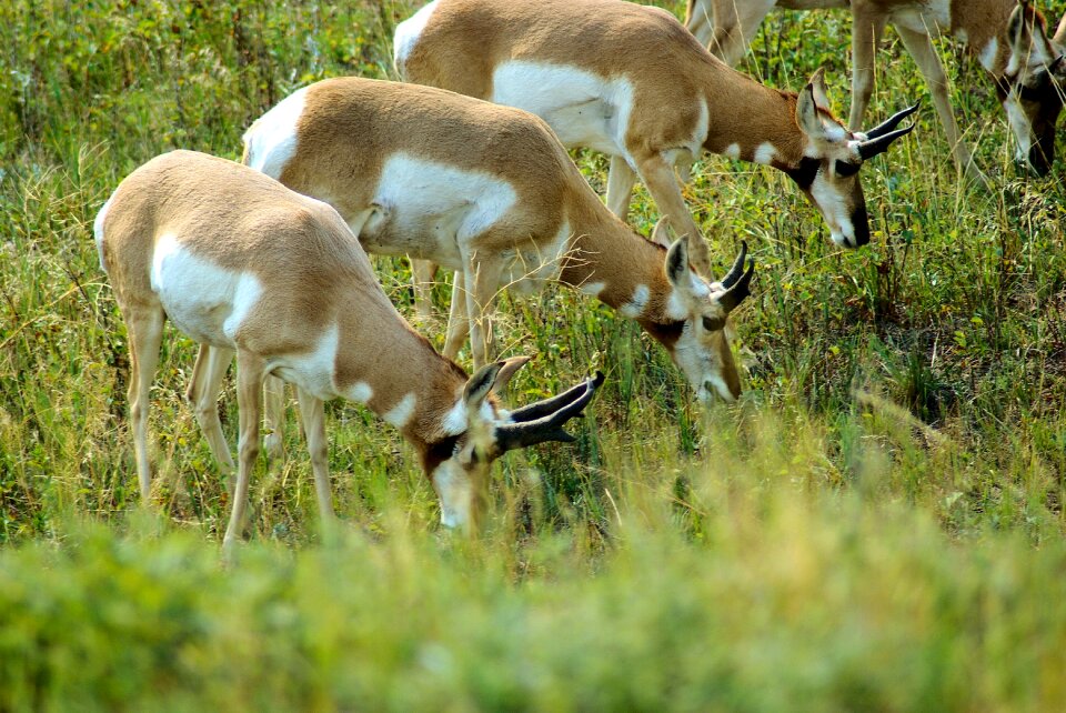 Grass wildlife animal