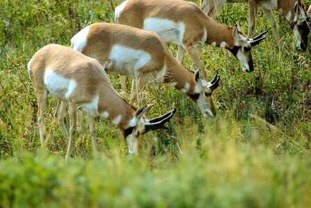 Grass wildlife animal