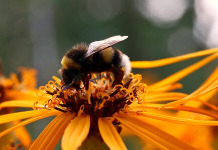 Blossom bloom honey bee photo