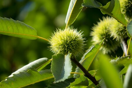 Edible autumn maroni