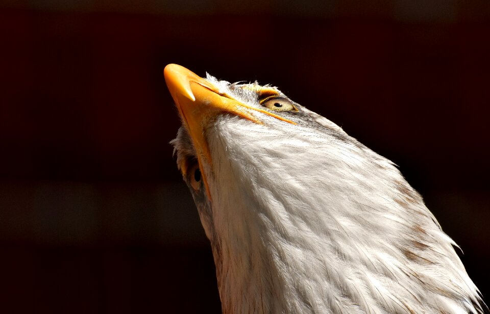 Raptor bird of prey bill