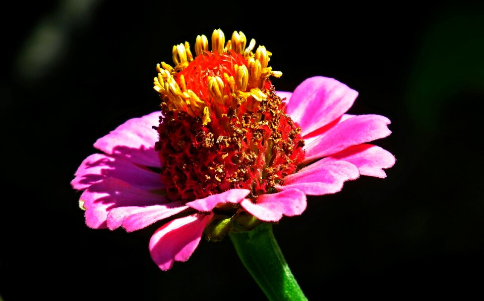 Nature garden macro