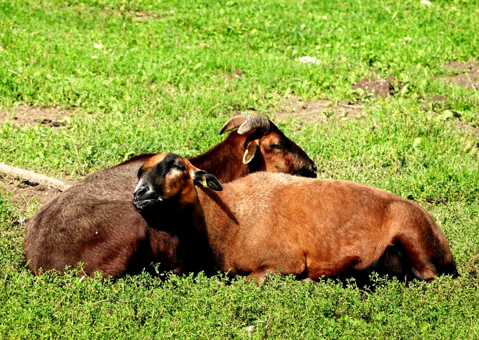 Friendship animal animal world