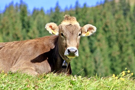 Agriculture pasture alpine photo