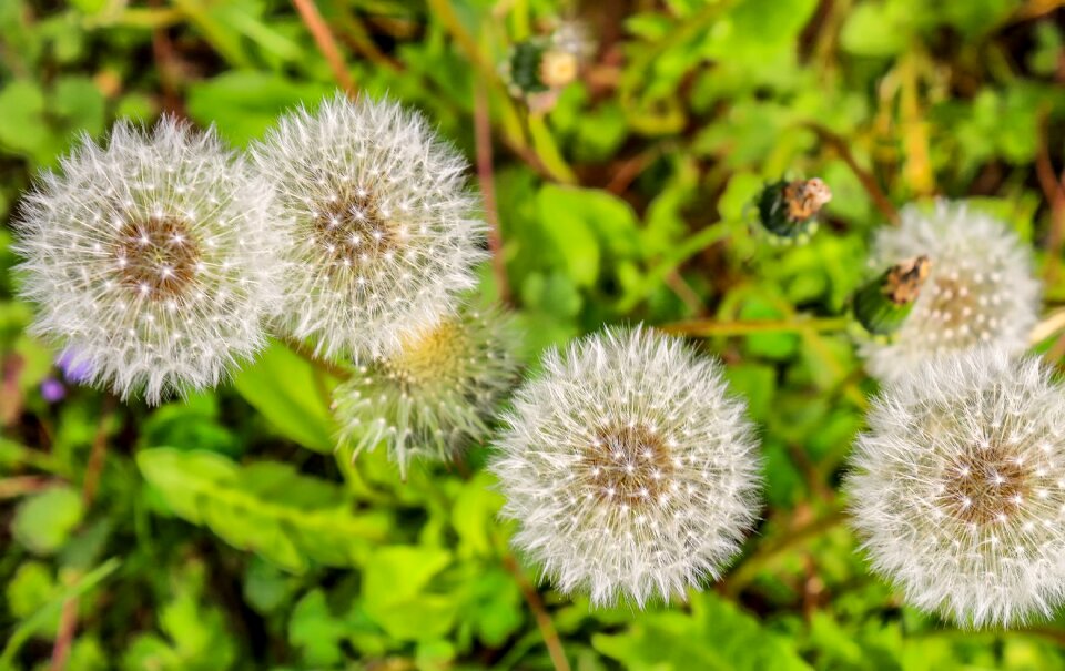 Roadside weed wild flower