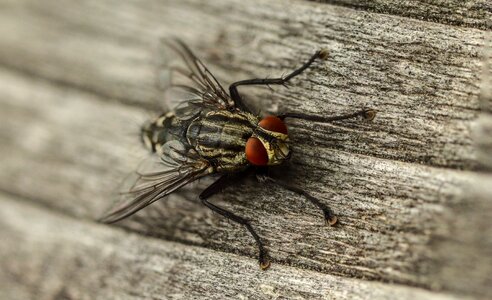Macro insect close up photo