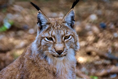 Wildcat carnivores animal world