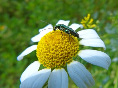 Pollen psilothrix cyaneus coleoptera