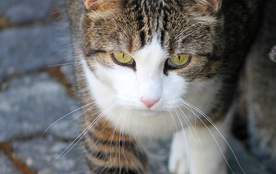 Domestic cat portrait attention