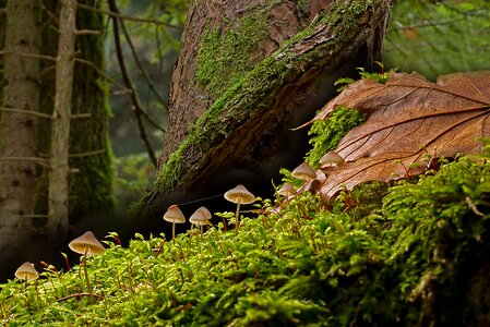 Small mushroom forest mushrooms moss photo