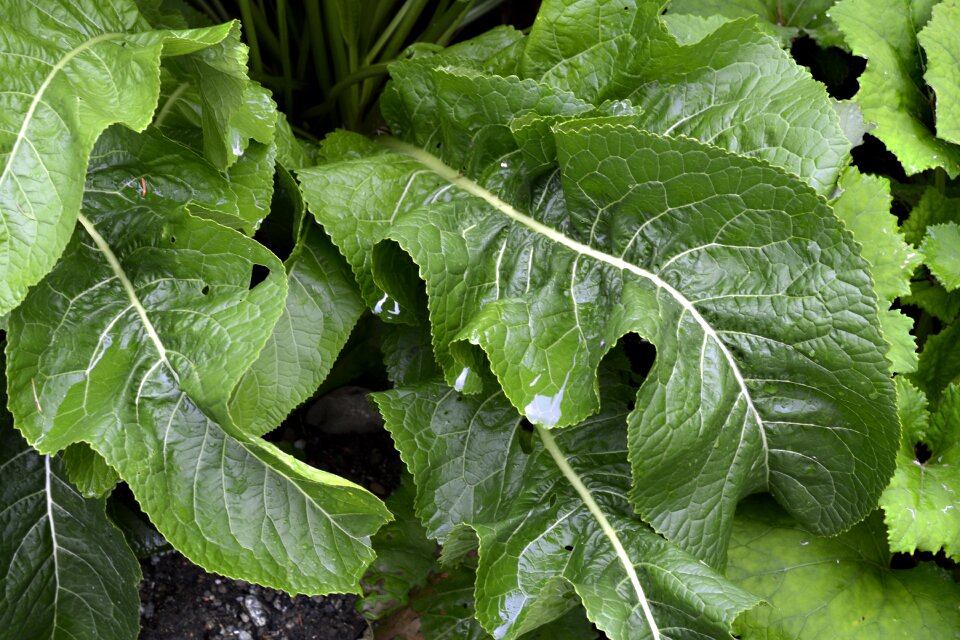 Nature leaf garden