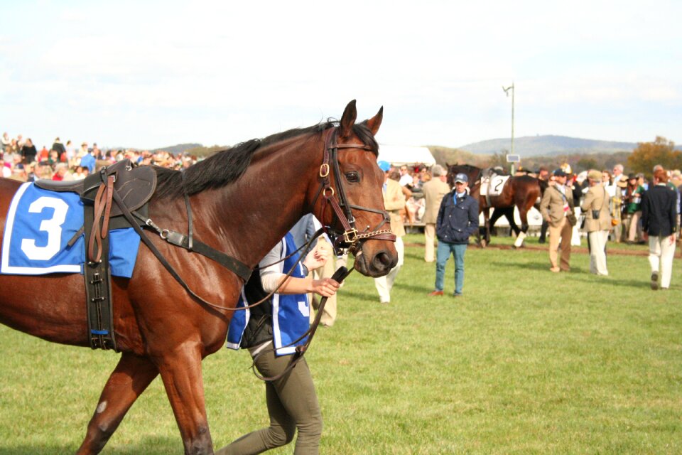 Animal race competition