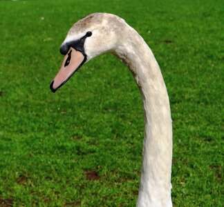 Waterfowl young cygnet