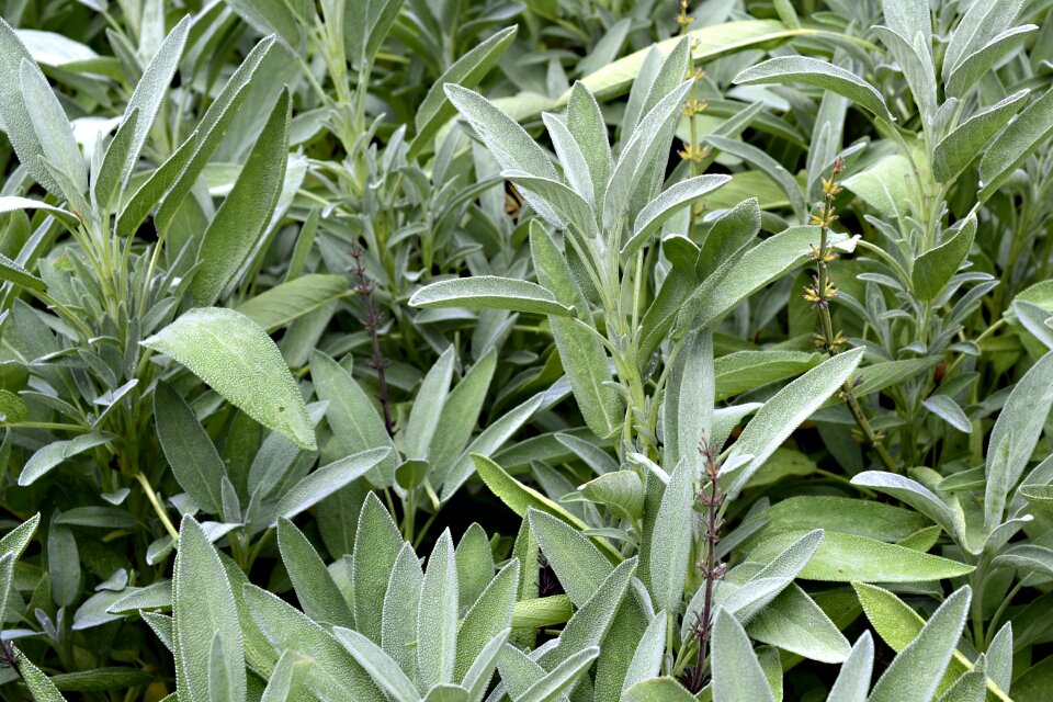 Nature herbs medicinal herbs