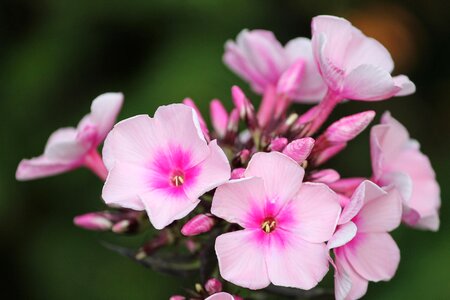 Pink flower garden blossom