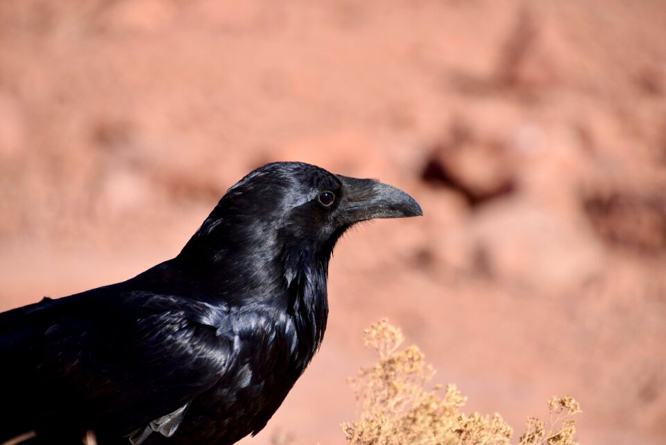 Animal raven shiny