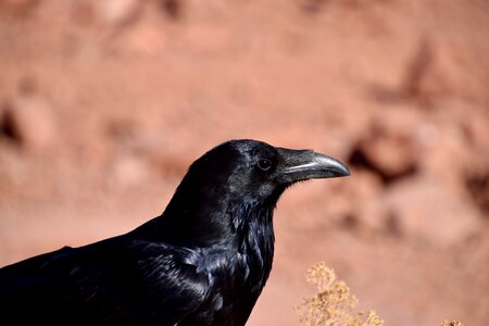 Animal raven shiny photo