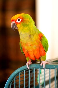 Parrot feather colorful